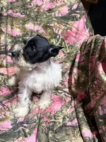 Tucker, a male Miniature Schnauzer for sale in Kilgore, TX – 5 of 5