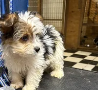 Jolene, a female Miniature Schnauzer for sale in Kilgore, TX – 4 of 4