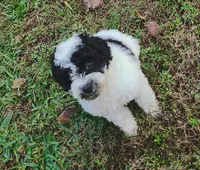 Willow, a female Poodle - Miniature  for sale in Kilgore, TX – Photo 1 of 5