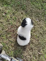 Willow, a female Poodle - Miniature  for sale in Kilgore, TX – Photo 5 of 5