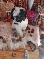 Willow, a female Poodle - Miniature  for sale in Kilgore, TX – Photo 3 of 5