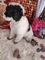 Willow, a female Poodle - Miniature  for sale in Kilgore, TX – Photo 2 of 5