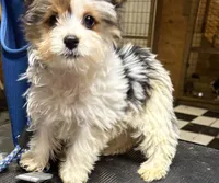 Jolene, a female Miniature Schnauzer for sale in Kilgore, TX – 2 of 4