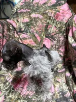 Charlie, a male Miniature Schnauzer for sale in Kilgore, TX – 4 of 4