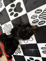 Scottie, a male Poodle - Toy  for sale in Kilgore, TX – 2 of 4