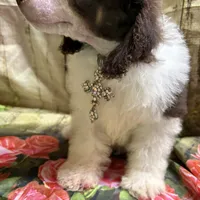 Ace, a male Poodle - Miniature  for sale in Kilgore, TX – Photo 2 of 5