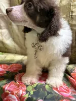 Ace, a male Poodle - Miniature  for sale in Kilgore, TX – Photo 2 of 5