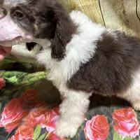 Ace, a male Poodle - Miniature  for sale in Kilgore, TX – Photo 3 of 5