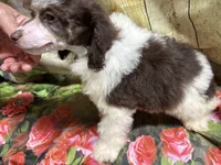 Ace, a male Poodle - Miniature  for sale in Kilgore, TX – Photo 3 of 5