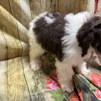 Ace, a male Poodle - Miniature  for sale in Kilgore, TX – Photo 4 of 5