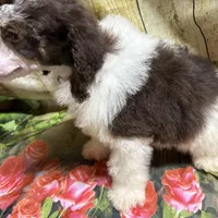 Ace, a male Poodle - Miniature  for sale in Kilgore, TX – Photo 5 of 5