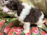 Ace, a male Poodle - Miniature  for sale in Kilgore, TX – Photo 5 of 5