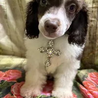 Ace, a male Poodle - Miniature  for sale in Kilgore, TX – Photo 1 of 5