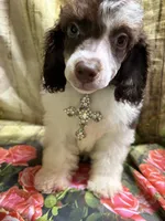 Ace, a male Poodle - Miniature  for sale in Kilgore, TX – Photo 1 of 5