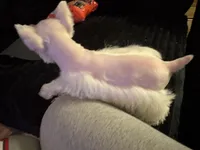 Fritz, a male Miniature Schnauzer for sale in Kilgore, TX – Photo 3 of 5