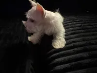 Fritz, a male Miniature Schnauzer for sale in Kilgore, TX – Photo 5 of 5