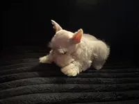 Fritz, a male Miniature Schnauzer for sale in Kilgore, TX – Photo 2 of 5