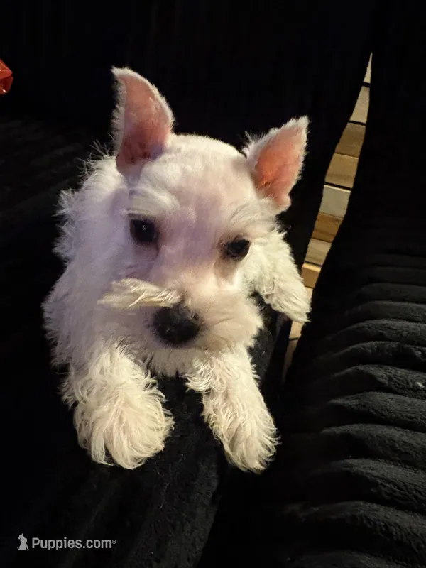 Fritz – Miniature Schnauzer puppy for sale in Kilgore, TX