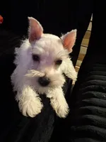 Fritz, a male Miniature Schnauzer for sale in Kilgore, TX – Photo 1 of 5
