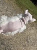 Fritz, a male Miniature Schnauzer for sale in Kilgore, TX – Photo 4 of 5