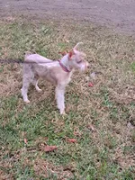 Little Benny, a male Miniature Schnauzer for sale in Kilgore, TX – Photo 4 of 4