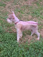 Little Benny, a male Miniature Schnauzer for sale in Kilgore, TX – Photo 2 of 4