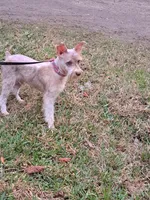 Little Benny, a male Miniature Schnauzer for sale in Kilgore, TX – Photo 3 of 4
