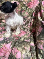Tucker, a male Miniature Schnauzer for sale in Kilgore, TX – 4 of 5