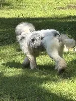 Milo, a male Poodle - Miniature  for sale in Kilgore, TX – 4 of 7