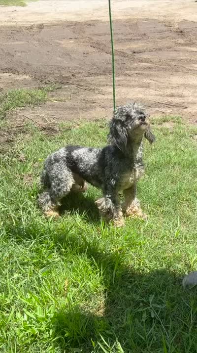 Scottie, a male Poodle - Toy  for sale in Kilgore, TX – 3 of 4