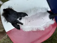 Daisy, a female Miniature Schnauzer for sale in Kilgore, TX – 4 of 4