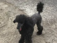 Rose kennel liquidation, a female Poodle - Standard  for sale in Kilgore, TX – Photo 5 of 5