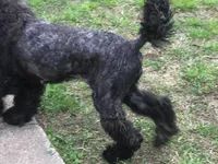 Rose kennel liquidation, a female Poodle - Standard  for sale in Kilgore, TX – Photo 3 of 5