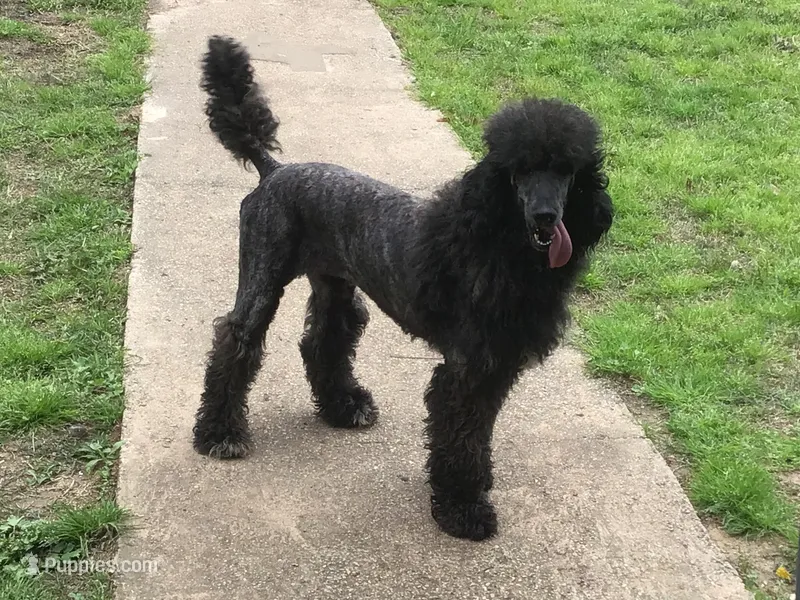 Rose kennel liquidation, a female Poodle - Standard  for sale in Kilgore, TX – Photo 1 of 5