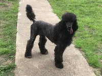 Rose kennel liquidation, a female Poodle - Standard  for sale in Kilgore, TX – Photo 1 of 5