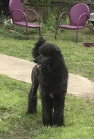 Rose kennel liquidation, a female Poodle - Standard  for sale in Kilgore, TX – Photo 2 of 5