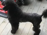 Rose kennel liquidation, a female Poodle - Standard  for sale in Kilgore, TX – Photo 4 of 5