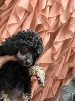Scottie, a male Poodle - Toy  for sale in Kilgore, TX – 1 of 4