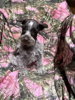 Charlie, a male Miniature Schnauzer for sale in Kilgore, TX – 2 of 4