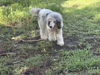 Milo, a male Poodle - Miniature  for sale in Kilgore, TX – 6 of 7