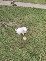 Mark, a male Poodle - Miniature  for sale in Kilgore, TX – Photo 4 of 5