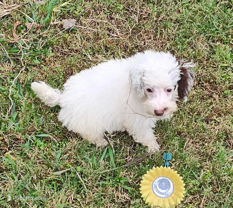 Mark, a male Poodle - Miniature  for sale in Kilgore, TX – Photo 1 of 5