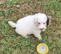 Mark, a male Poodle - Miniature  for sale in Kilgore, TX – Photo 1 of 5