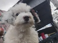 Mark, a male Poodle - Miniature  for sale in Kilgore, TX – Photo 3 of 5