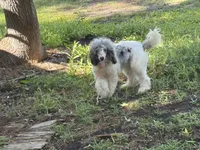 Milo, a male Poodle - Miniature  for sale in Kilgore, TX – 1 of 7
