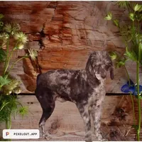 Mr. Goodbar, a male Poodle - Standard  for sale in Kilgore, TX – Photo 3 of 3