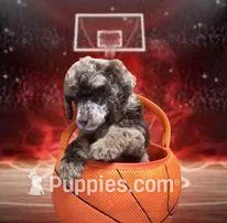 Mr. Goodbar, a male Poodle - Standard  for sale in Kilgore, TX – Photo 1 of 3