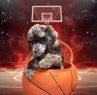 Mr. Goodbar, a male Poodle - Standard  for sale in Kilgore, TX – Photo 1 of 3