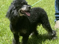 Scottie, a male Poodle - Toy  for sale in Kilgore, TX – 4 of 4