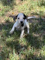 Spot, a male Miniature Dachshund for sale in Kilgore, TX – 3 of 4